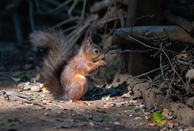 Red Squirrel 21-09-22-4053-10