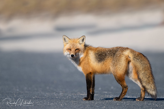 Red Fox | Vulpes Vulpes | 2022 - 68