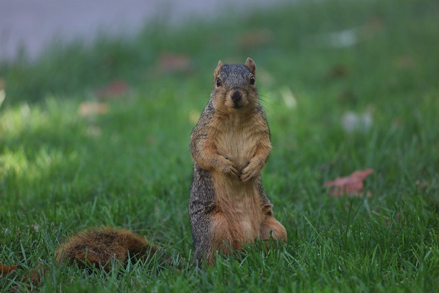 Fox Squirrels in Ann Arbor at the University of Michigan on September 21st, 2022