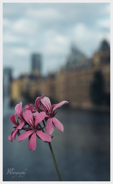 pink flower at Binnenhof, Den Haag