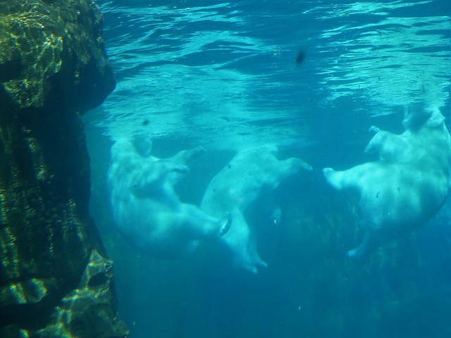 Zoo am Meer