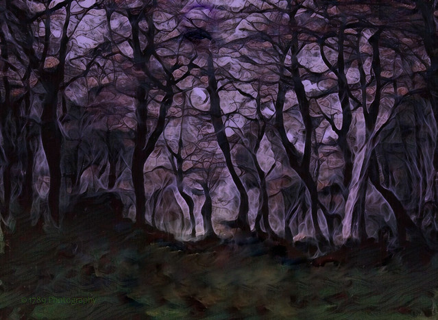 Moonlit Woodland  (Explore)