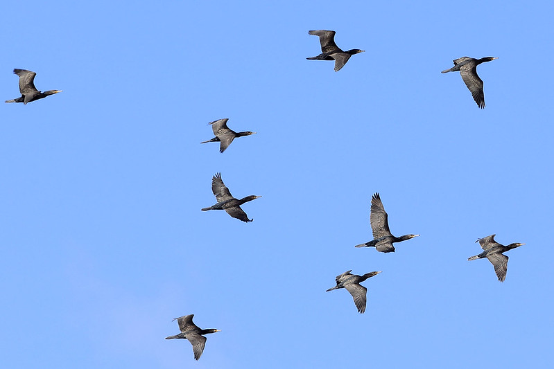 Little black cormorants in flight