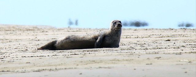 Phoque sauvage.  #Normandie. Wild seal