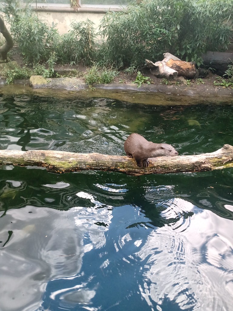 Eurasian Otter showing off
