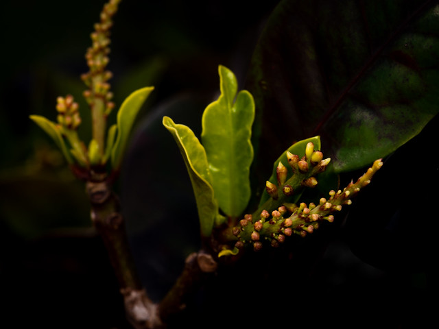 Springburst Croton