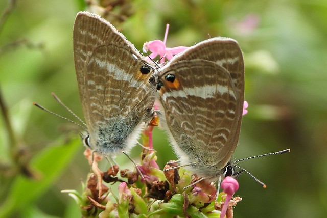 Mating pair of Long-tailed Blue butterflies.