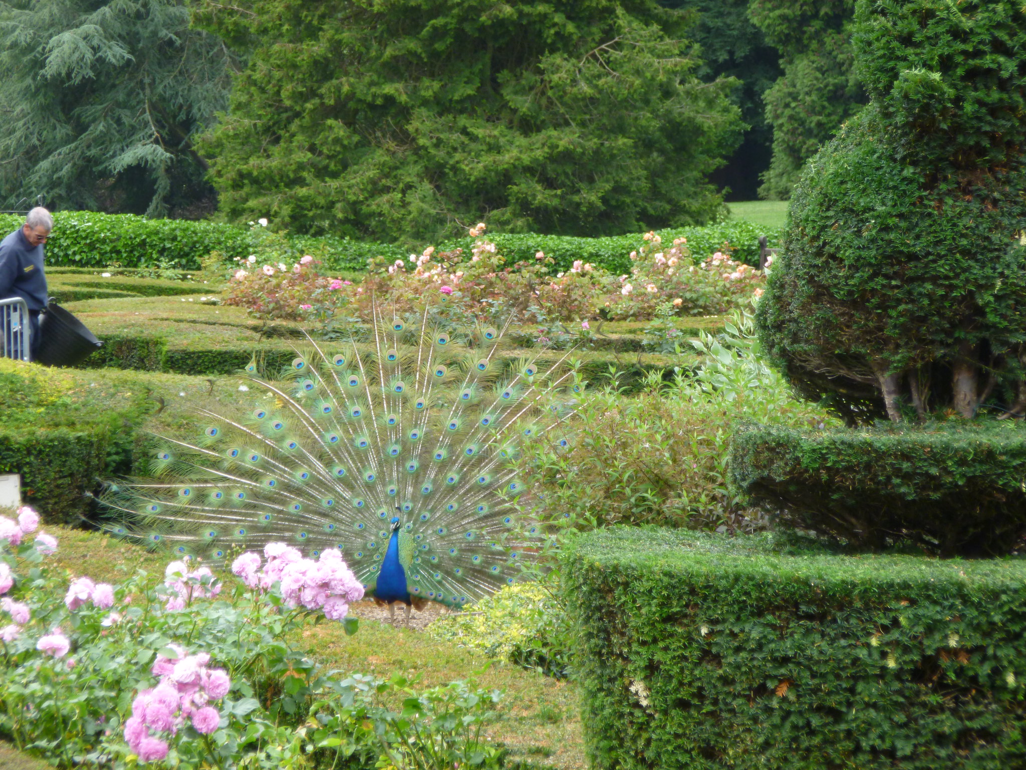 Front of a peacock displaying