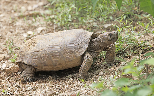 Goode’s Thornscrub Tortoise (Gopherus evgoodei)