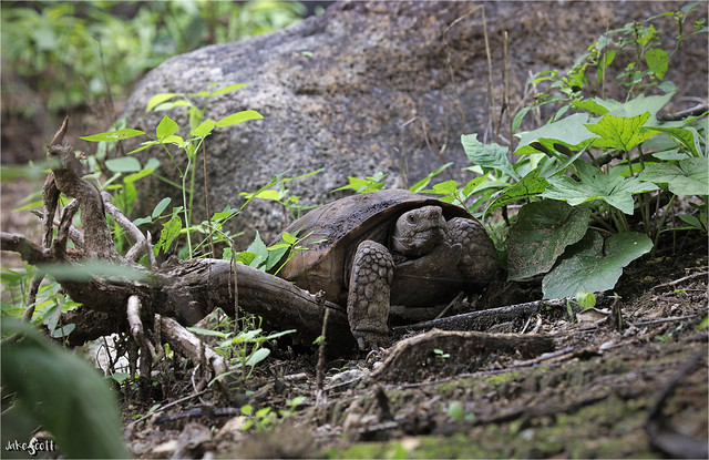 Goode’s Thornscrub Tortoise (Gopherus evgoodei)
