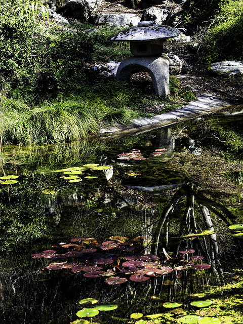 Japanese Pond, UC Botanical Garden