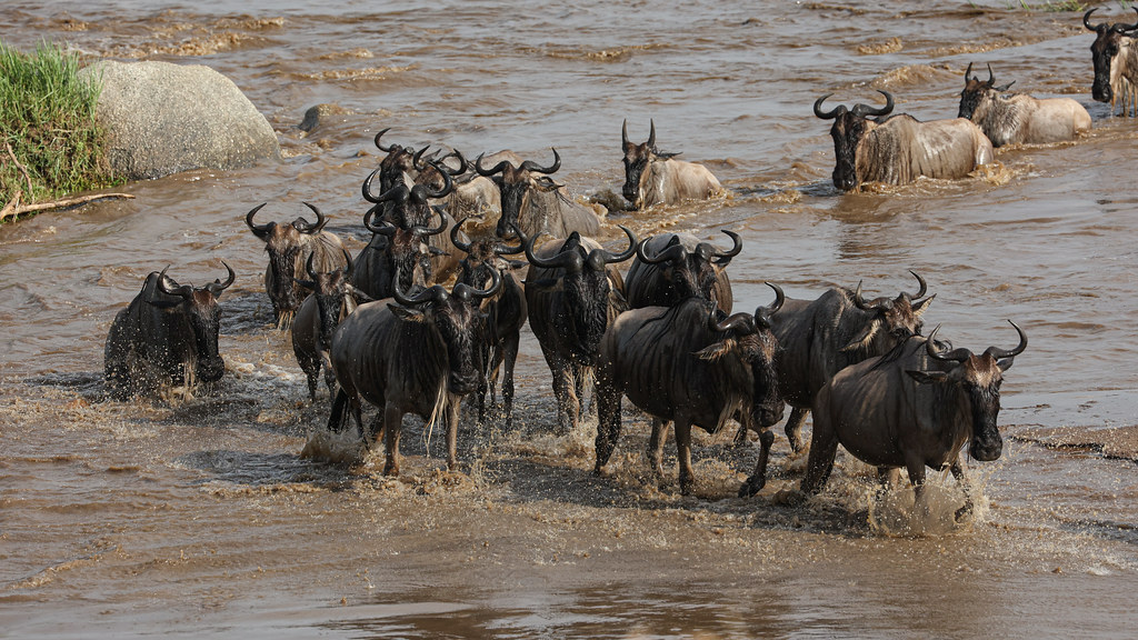 Wildebeest crossing the Mara