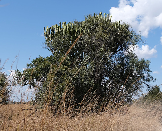 Candelabra tree, Euphorbia ingens