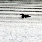 Common loon Lake Vermilion, Minnesota
