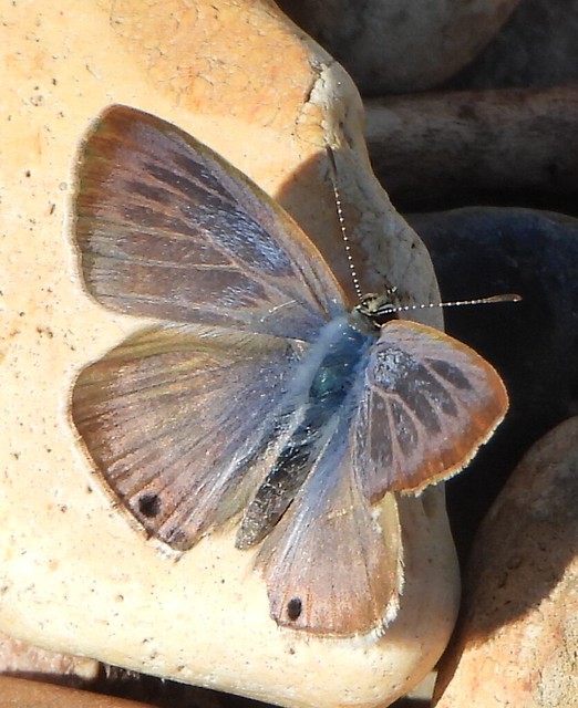 Worn Long-tailed Blue butterfly basking.