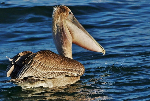 Juvenile Brown Pelican (Pelecanus occidentalis)
