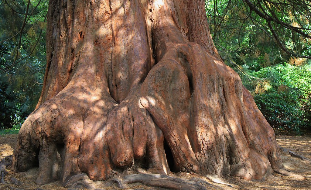 Sheffield Park - National Trust ( Giant Redwood ) 050922 (1)