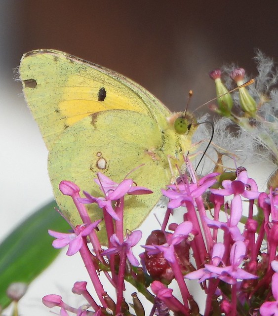 Couded Yellow butterfly on Red Valerian flowers.