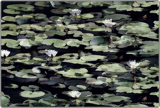 Waterlilies collection#0034