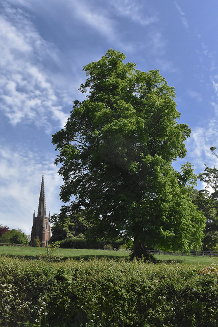 Spire and Tree