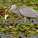 Flickr photo 'Great Blue Heron (Ardea herodias) with Pig Frog' by: Mary Keim.