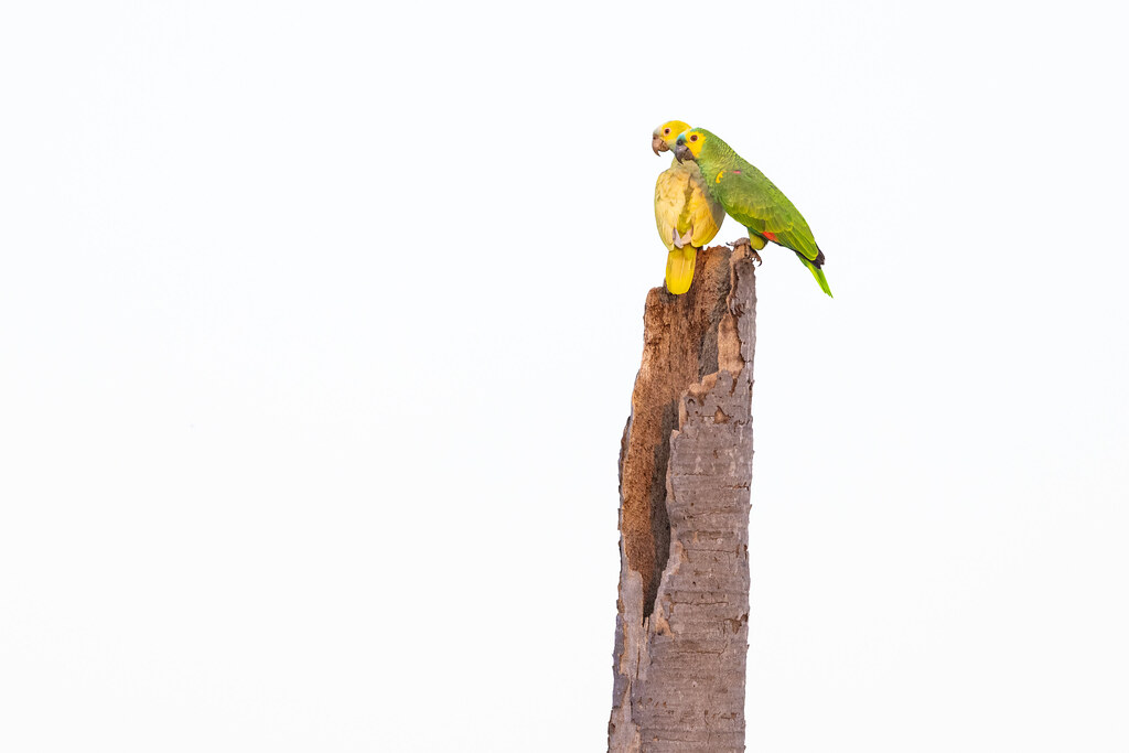 Interesting Parrot Pair (2)