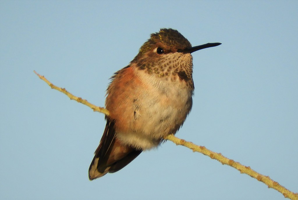 Female Rufous Hummingbird | Shown in the warm light of the s… | Flickr
