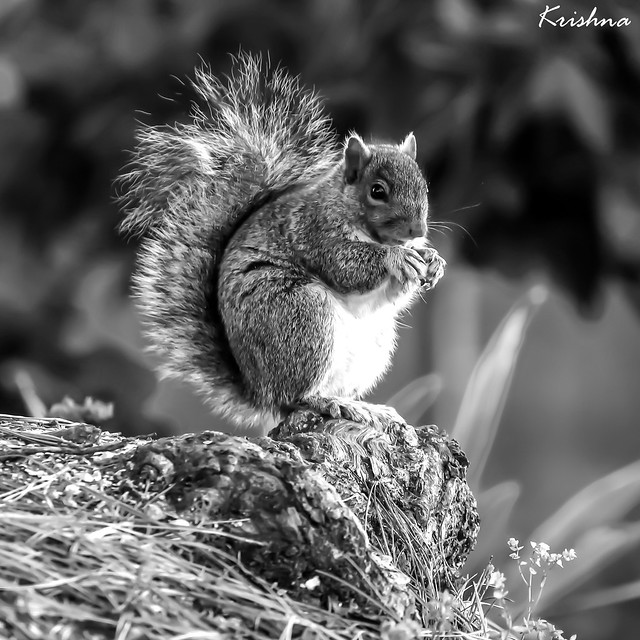Eastern gray squirrel - LR9A3153- B&W-Congrats on Explore! ⭐️  September 23, 2022