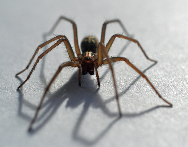 Giant House Spider Eratigena atrica