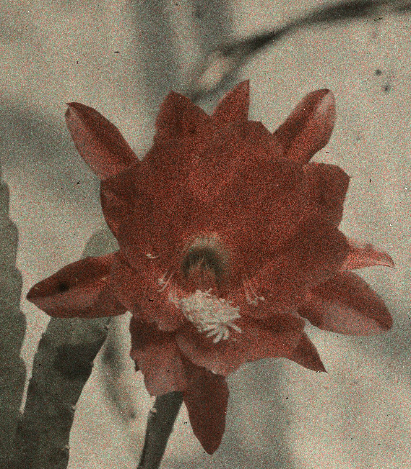 Detail from an Autochrome of a blooming cactus in the greenhouse of the Włodków villa in Kraków, 1927
