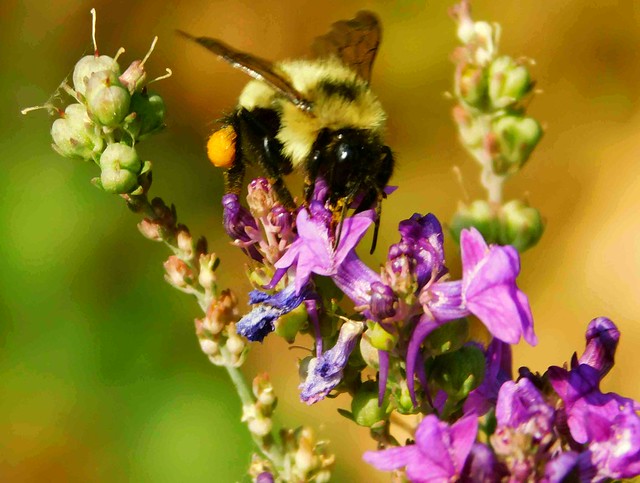 Bee in Flowerstalk