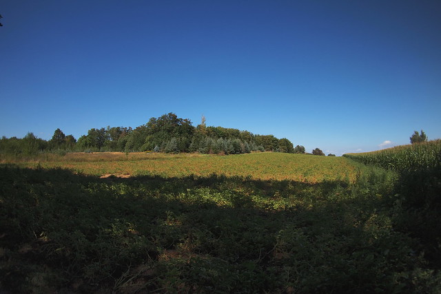 Feldlandschaft bei strahlend blauem Himmel - Field landscape with a clear blue sky