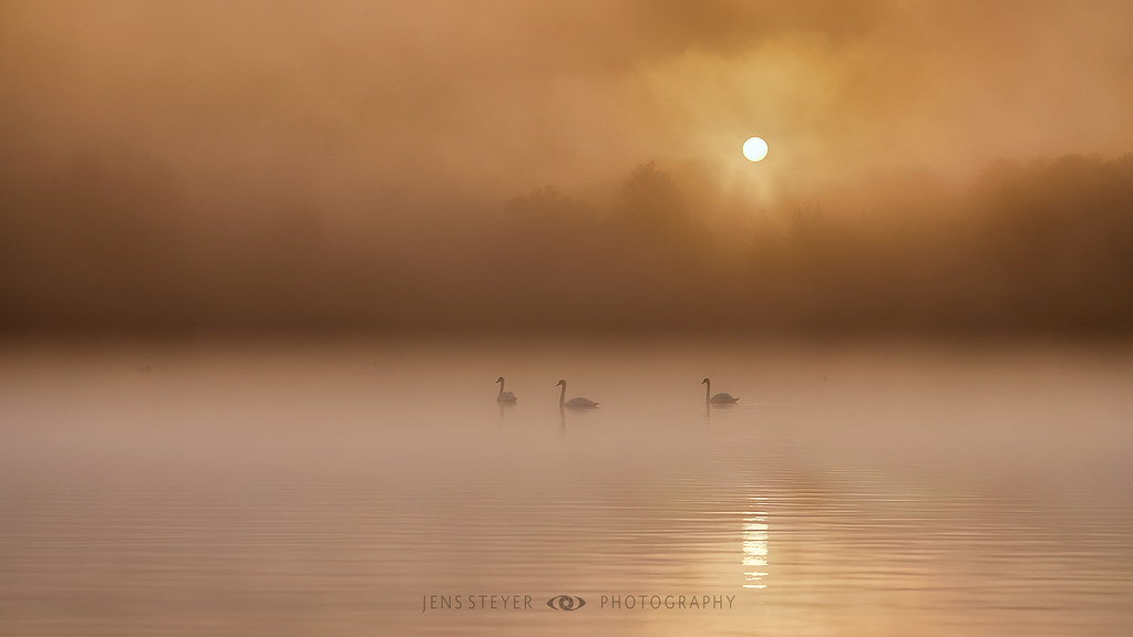 Swan Lake - My first picture in autumn 2022  ·  ·  ·  (R5A_9733)  ·  ·  *explored*