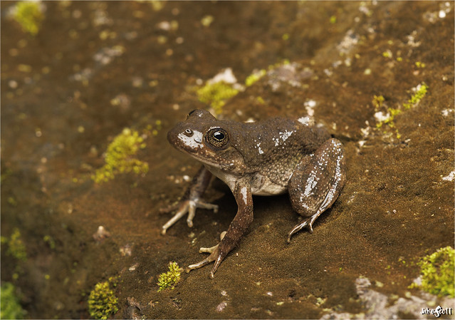 Tarahumara Frog (Lithobates tarahumarae)