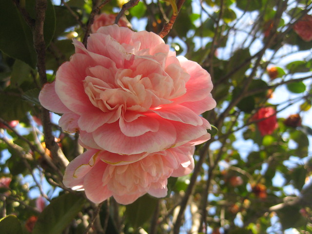 Double Camellia Blooms - Preston