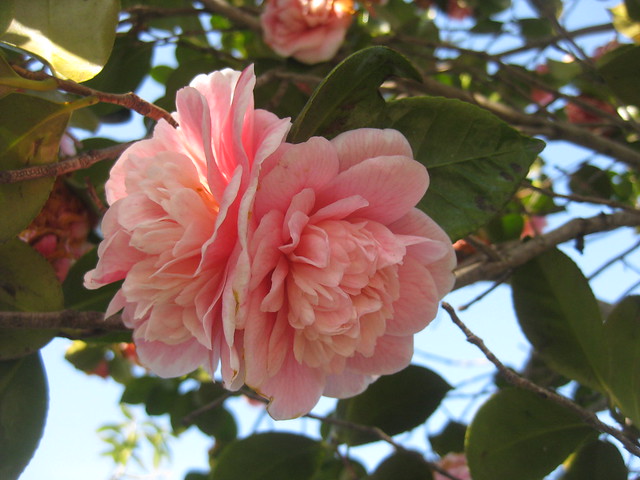 Double Camellia Blooms - Preston