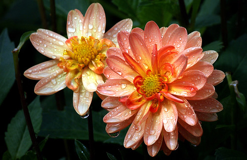 taratahisunrisedahlia flower bloom flora raindrops sony garden
