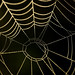 "Spiderweb with dewdrops" - Explored 2022-09-24