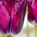 Fringed Tulips (I), 4.13.22