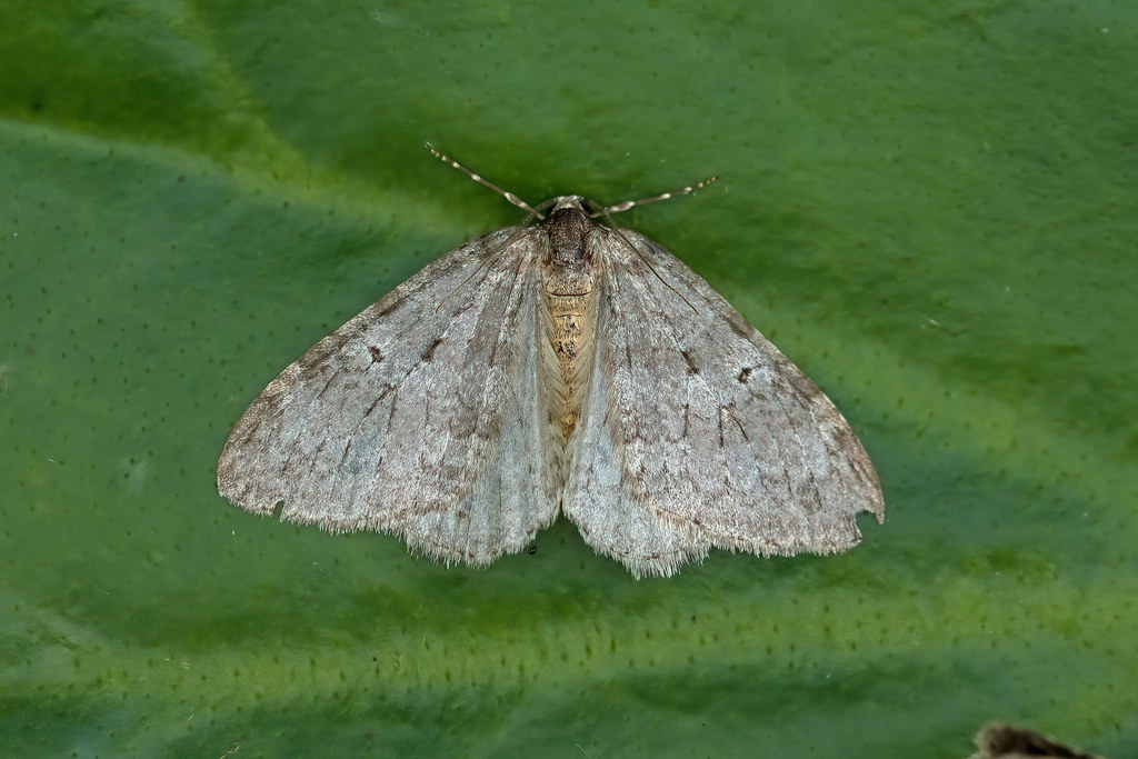 70.107 November Moth (Epirrita dilutata), Moss Morran, Fife