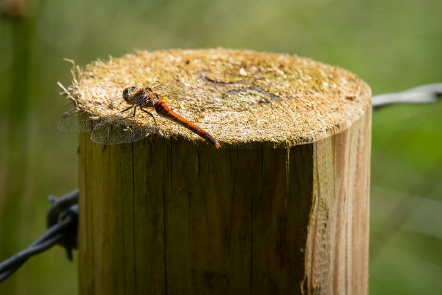 Finglandrigg Fence Post Dragonfly. Finglandrigg Wood Nature Reserve. Cumbria. 13/09/2022.