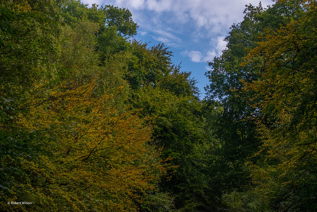 Autumn colours and blue sky