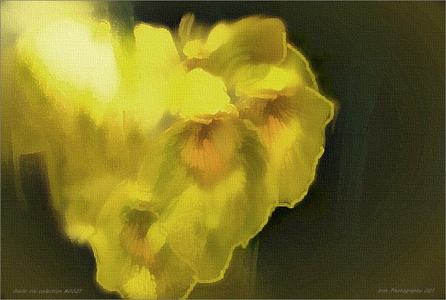 Giallo iris collection #0021