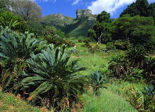 Il giardino di Kirstenbosch con in primo piano l’anfiteatro delle Cycadaceae voluto dal prof. Pearson