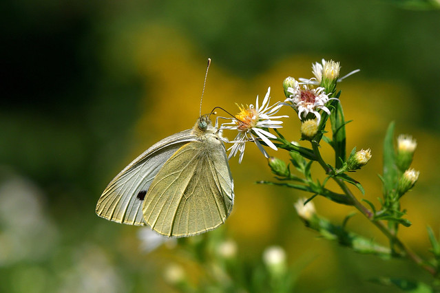 Cabbage Yellow Butterfly