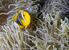orangefin anemonefish