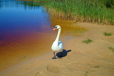 Swan on Līdumu quarry nature trail