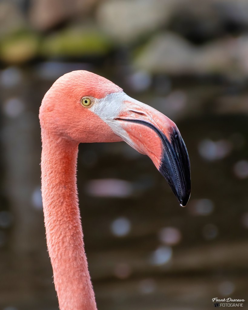 Caribbean Flamingo - Caribische Flamingo. | (Phoenicopterus … | Flickr