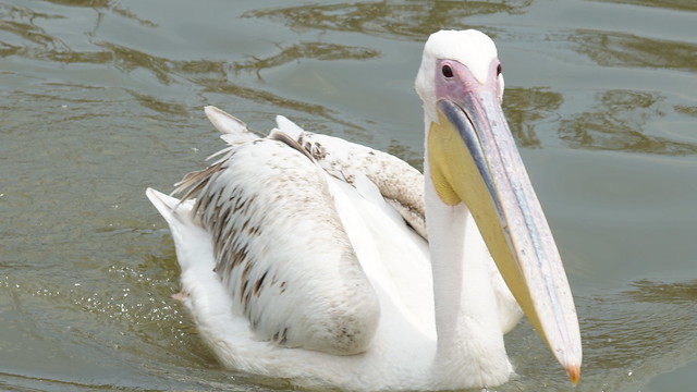 Pelican - Lake Naivasha - Kenya