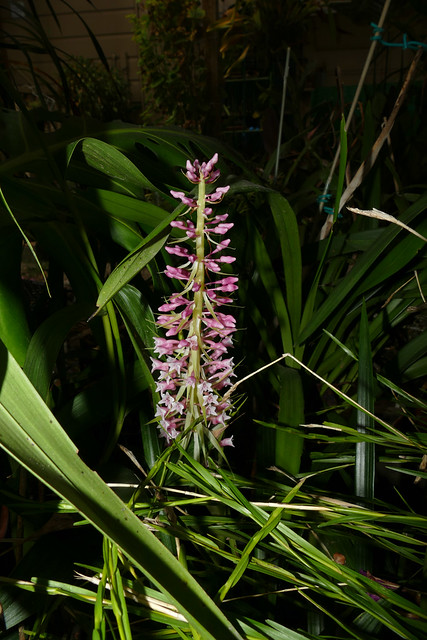 Coelia macrostachya species orchid